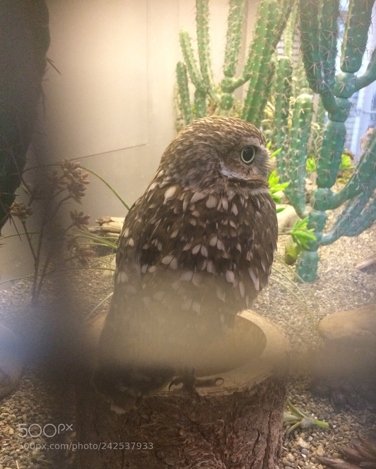 Apple iPhone 5s sample photo. Caged in. photography
