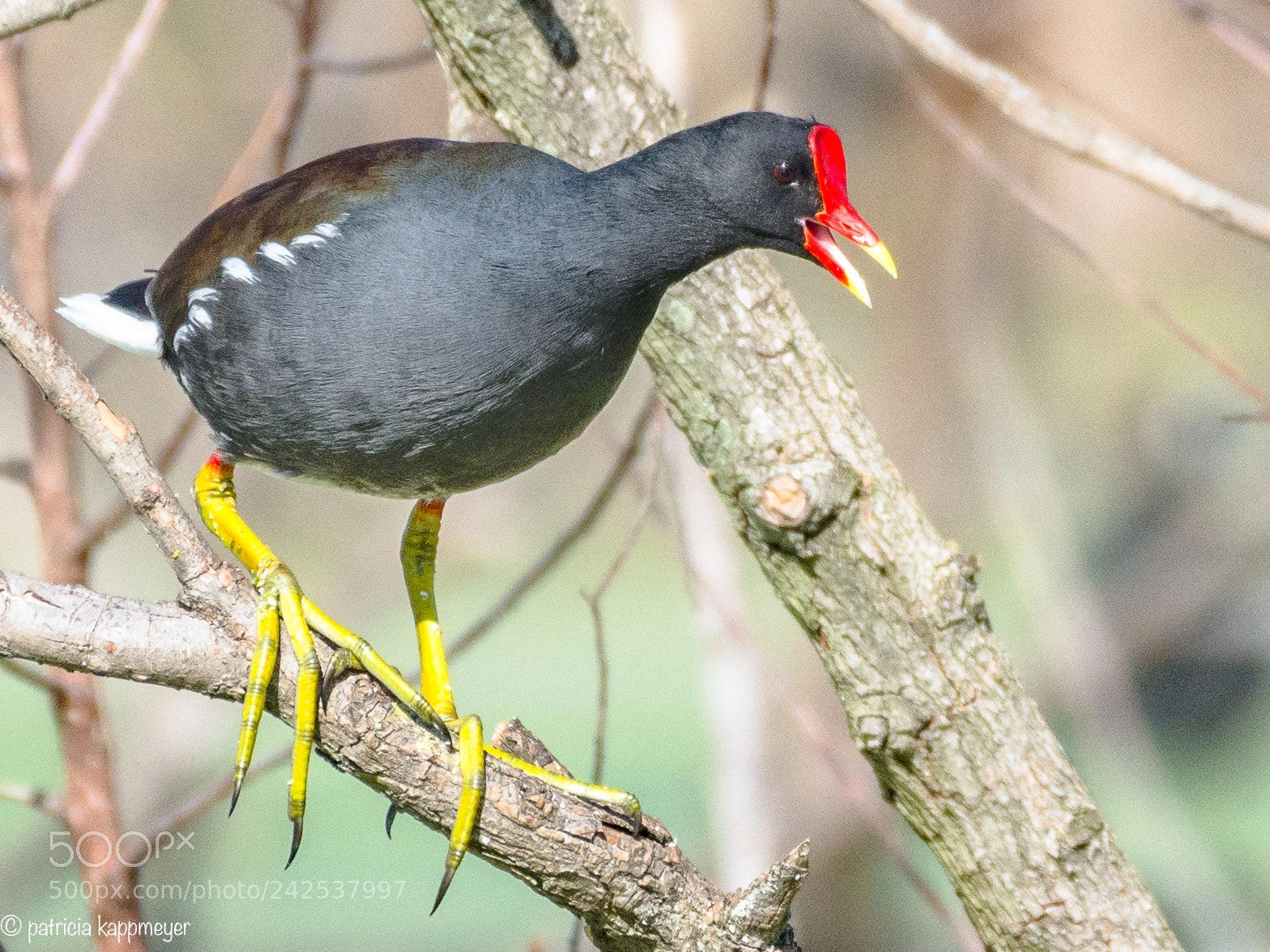 Nikon D7200 sample photo. Common gallinule photography