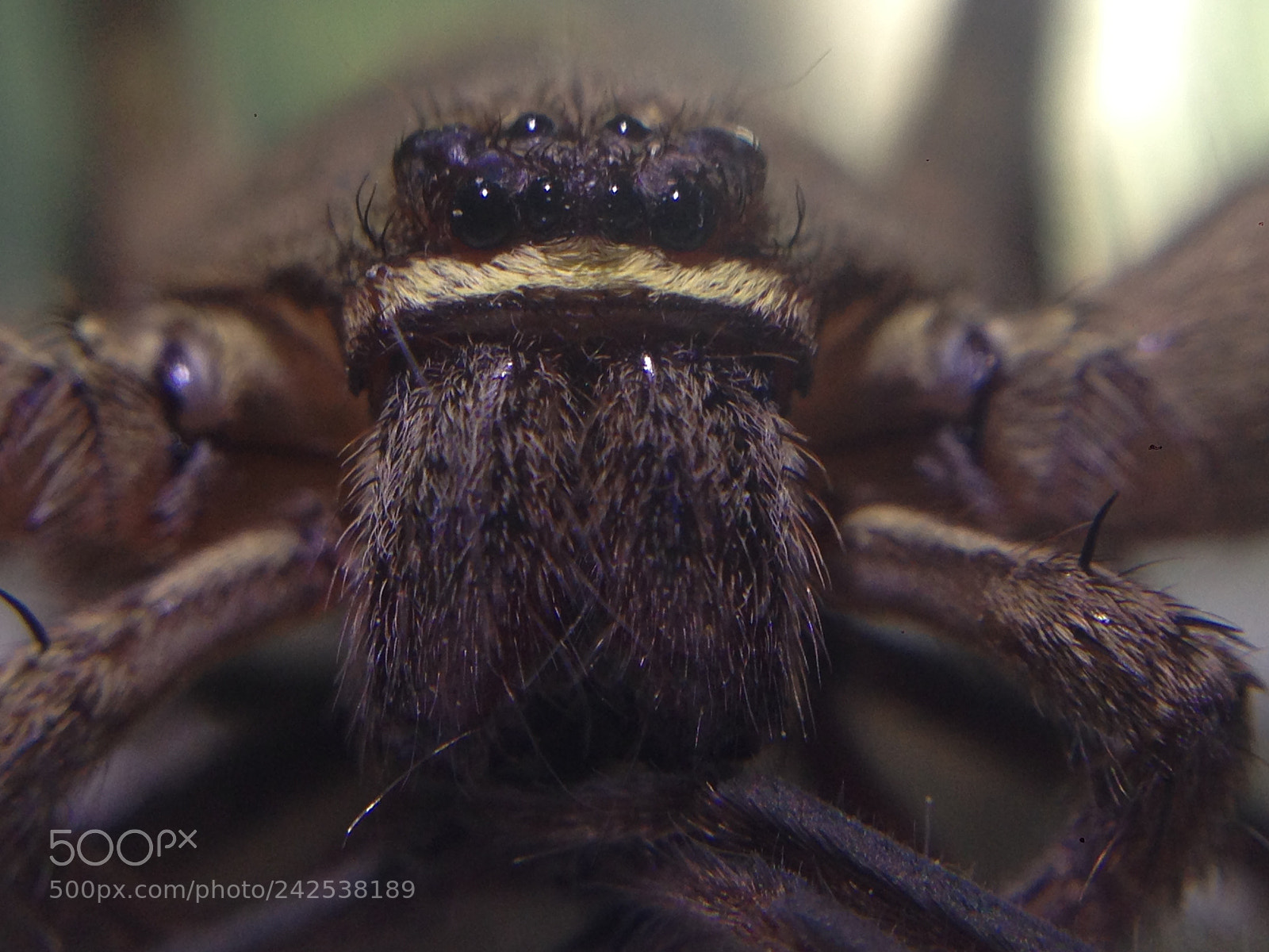 Apple iPhone 5 sample photo. Spider photography