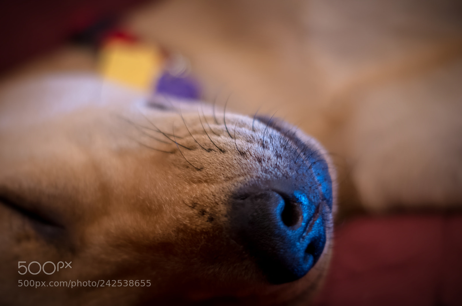 Pentax K-50 sample photo. Nose and whiskers photography