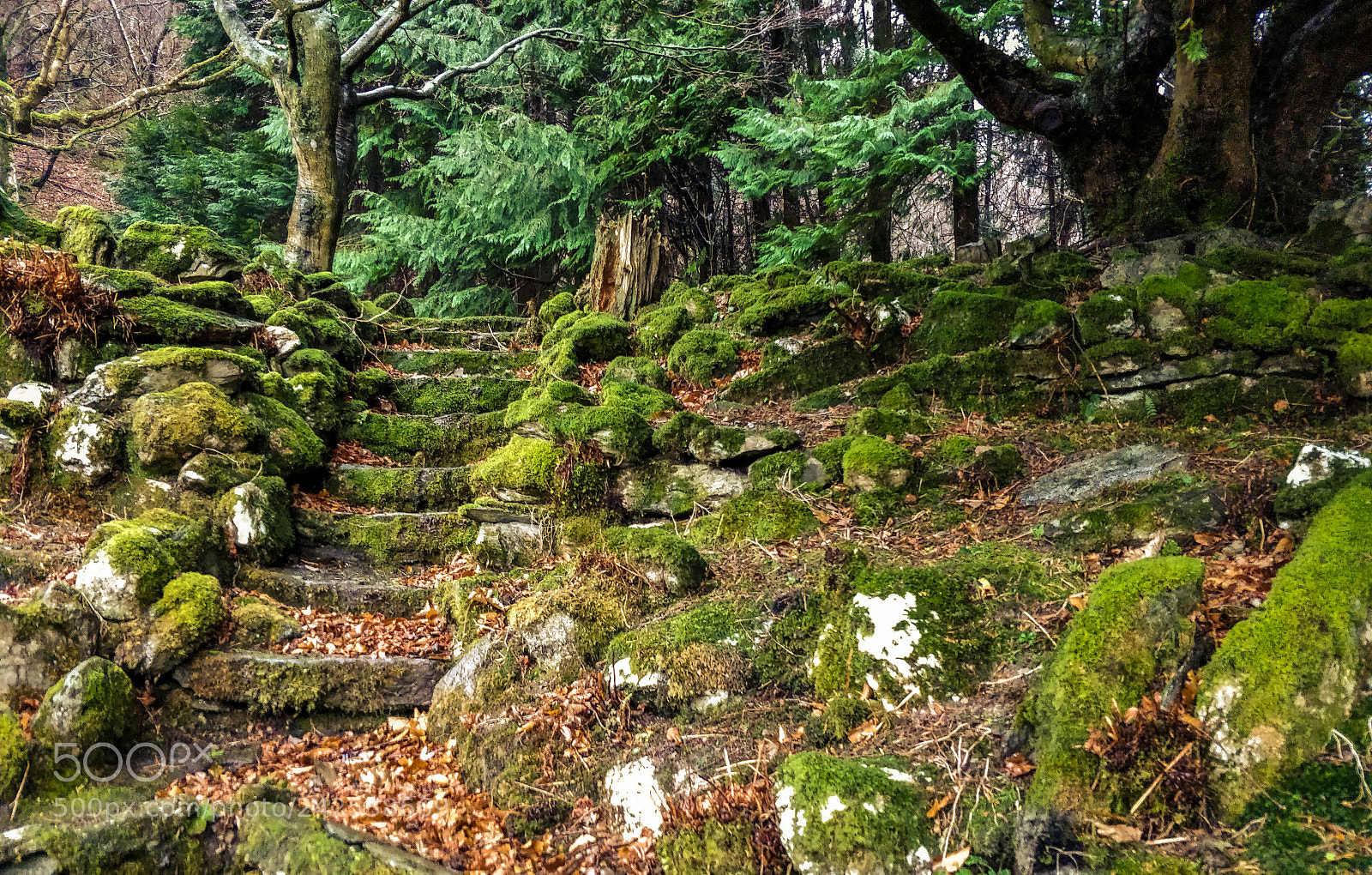 OnePlus 5 sample photo. Mossy rocks photography