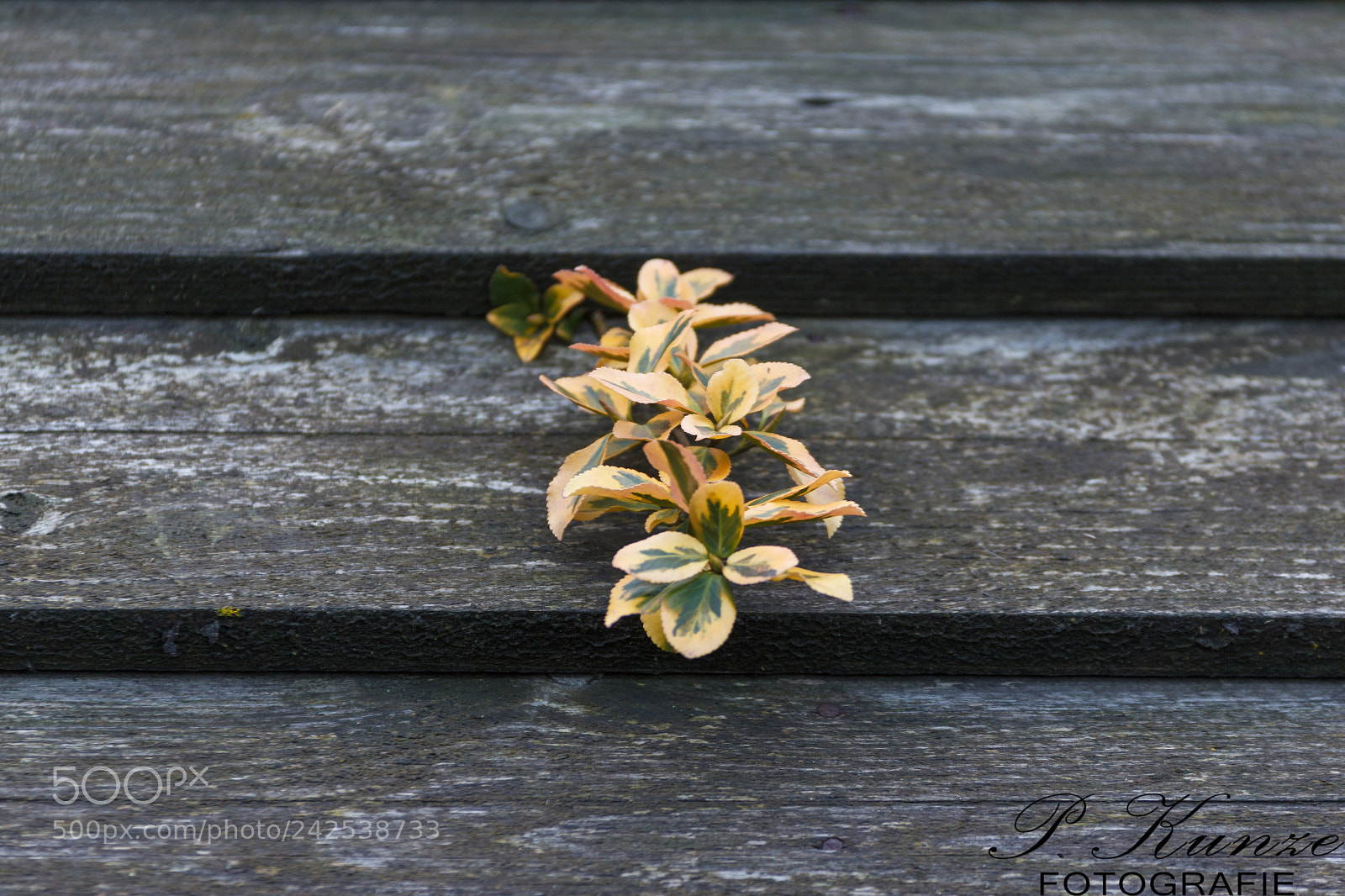 Canon EOS 60D sample photo. Untitled photography