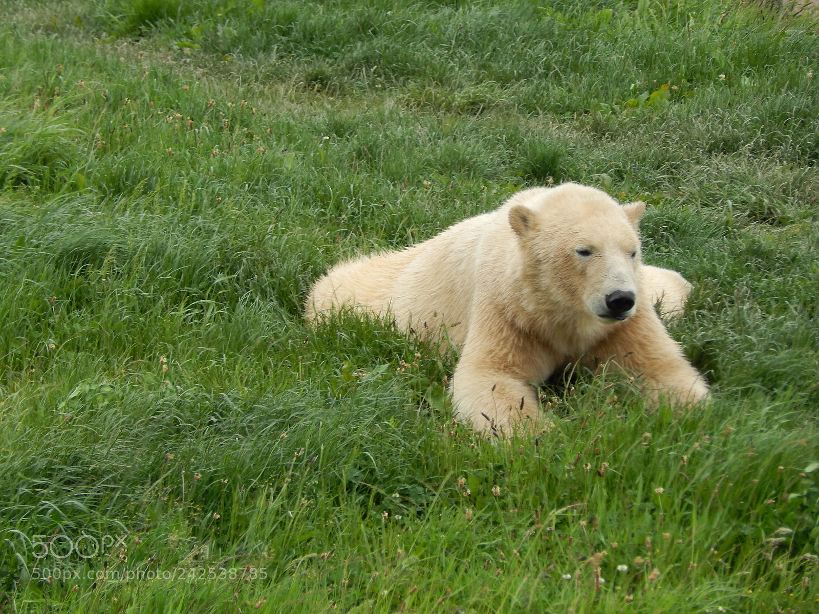 Nikon Coolpix L820 sample photo. Polarbear photography