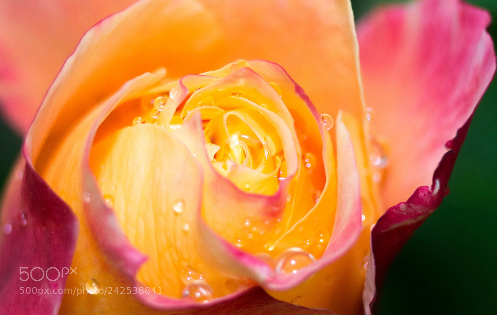 Nikon D7200 sample photo. Sad rose photography