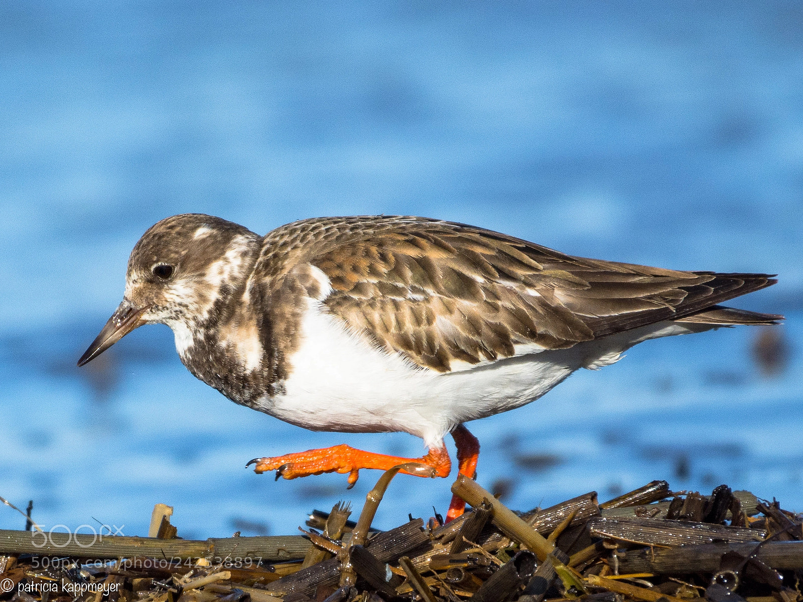 Nikon D7200 sample photo. Ruddy turnstone photography