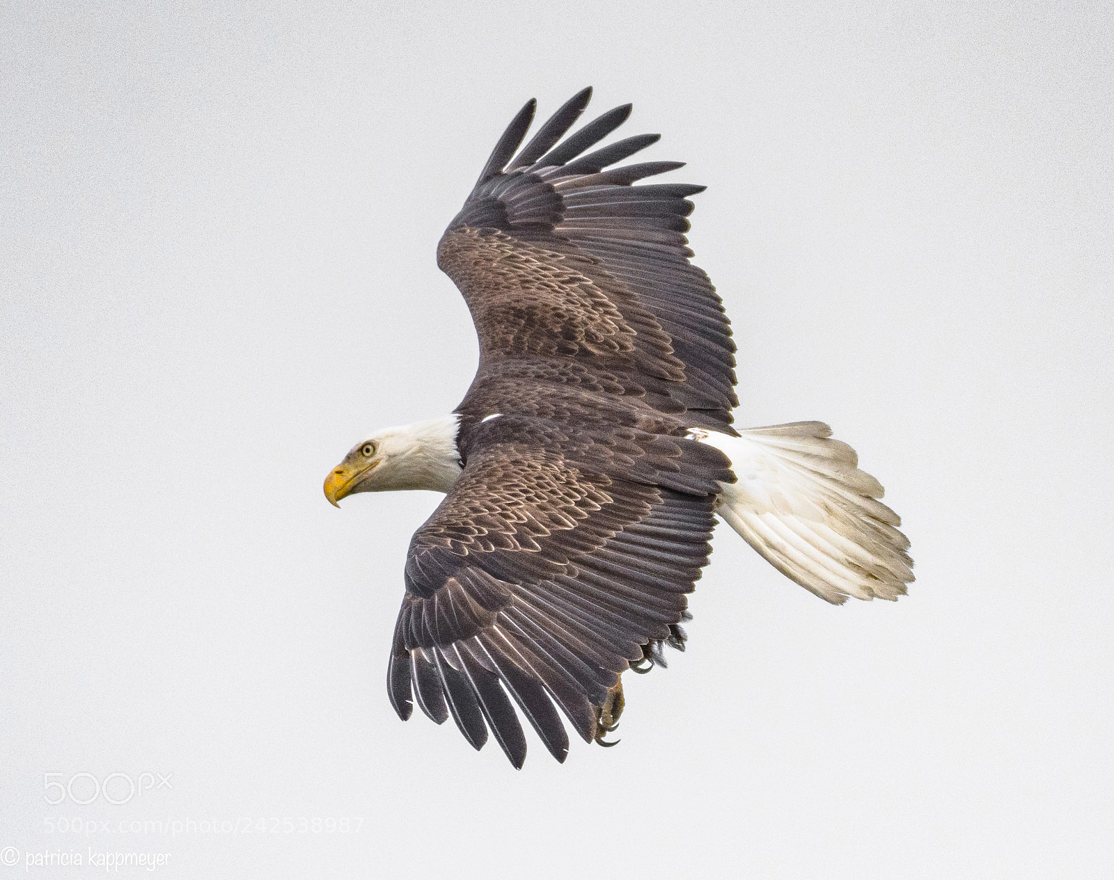 Nikon D7200 sample photo. Bald eagle in flight photography
