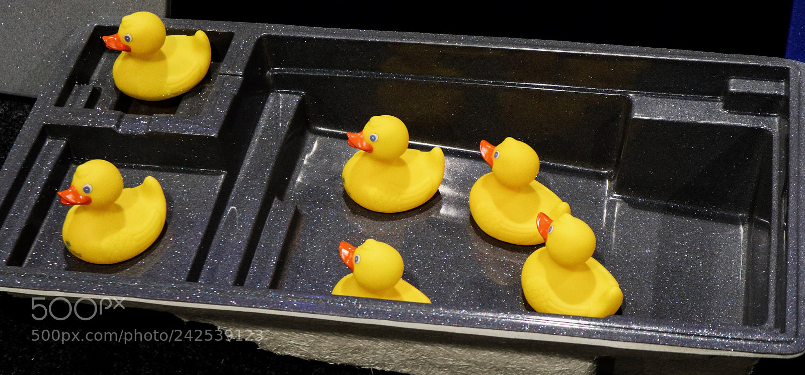 Canon EOS M100 sample photo. Duck out of water photography
