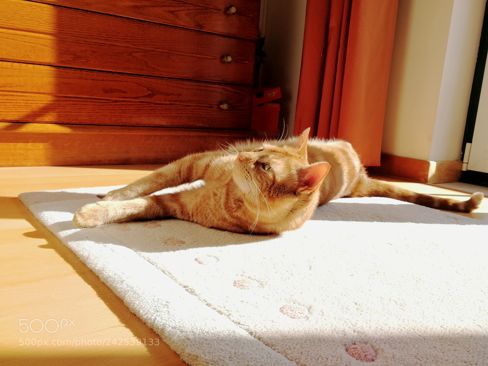 HUAWEI Honor 9 sample photo. The big cat riscas! photography