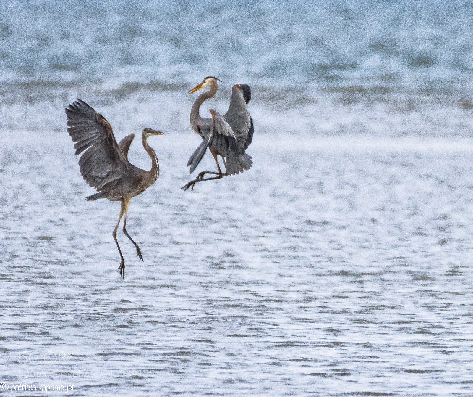Nikon D7200 sample photo. Two great blue herons photography
