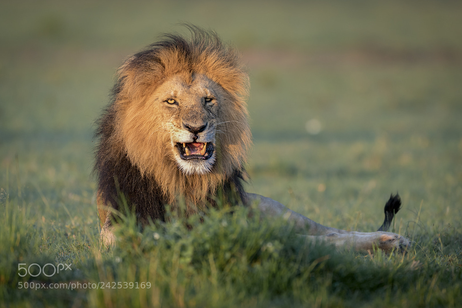 Nikon D5 sample photo. Lion king! photography