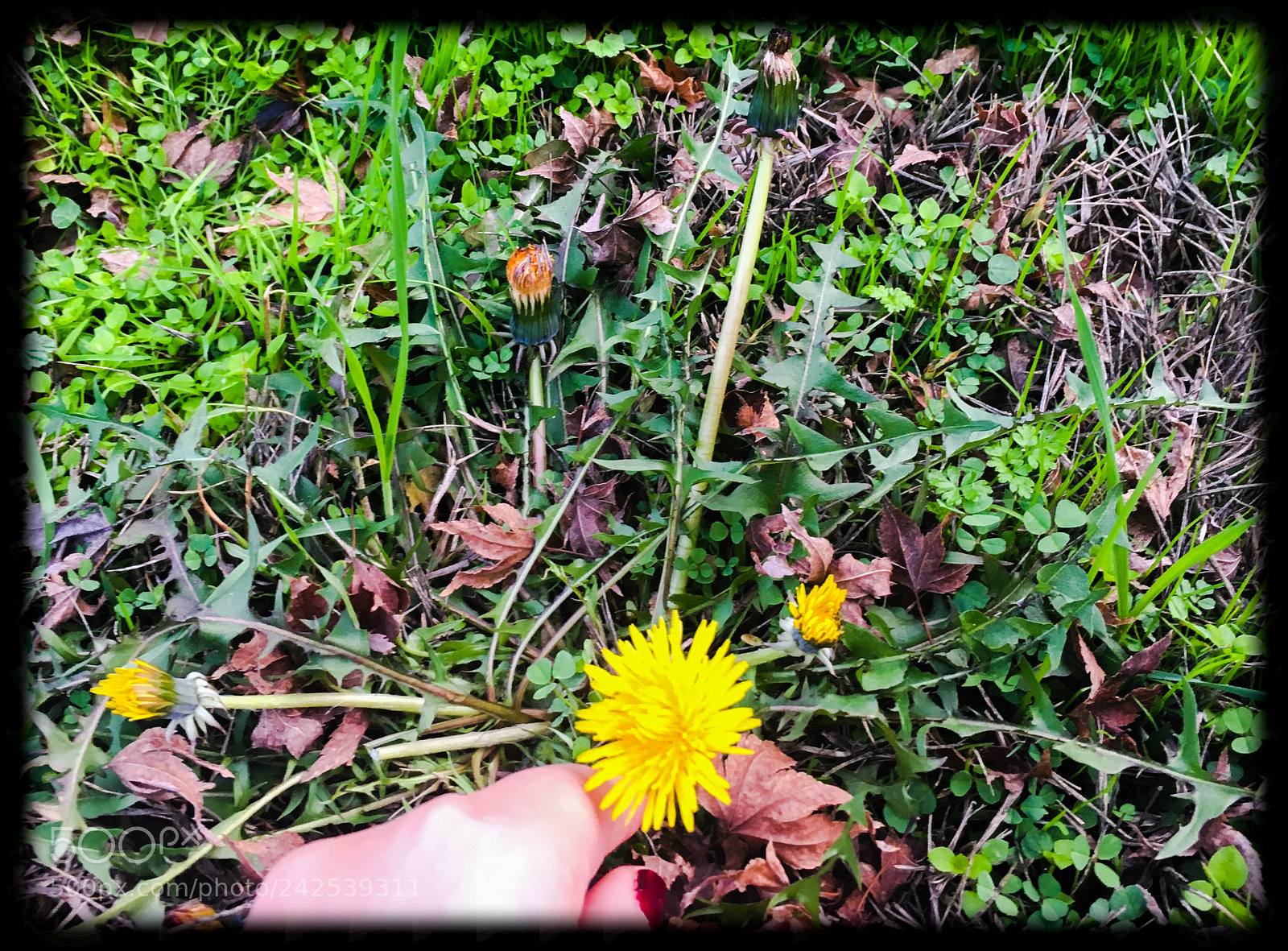 Apple iPhone 6s sample photo. Trapped in a haze photography