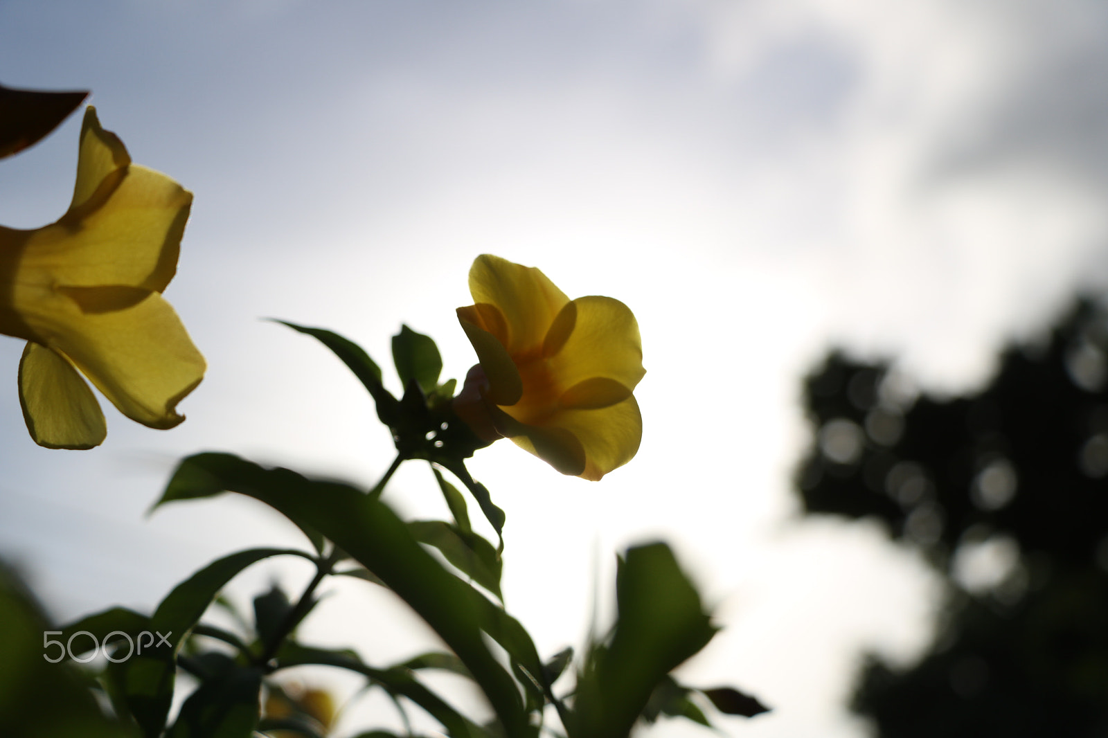 Canon EOS 750D (EOS Rebel T6i / EOS Kiss X8i) sample photo. Yellow flower with golden hour sun photography