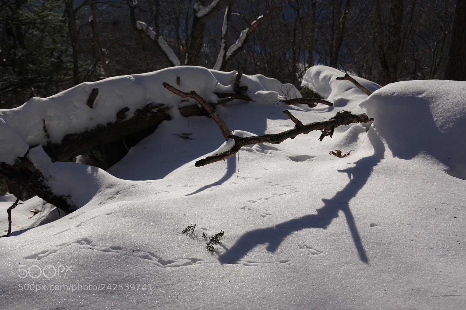 Pentax K-70 sample photo. Mouse adventure photography