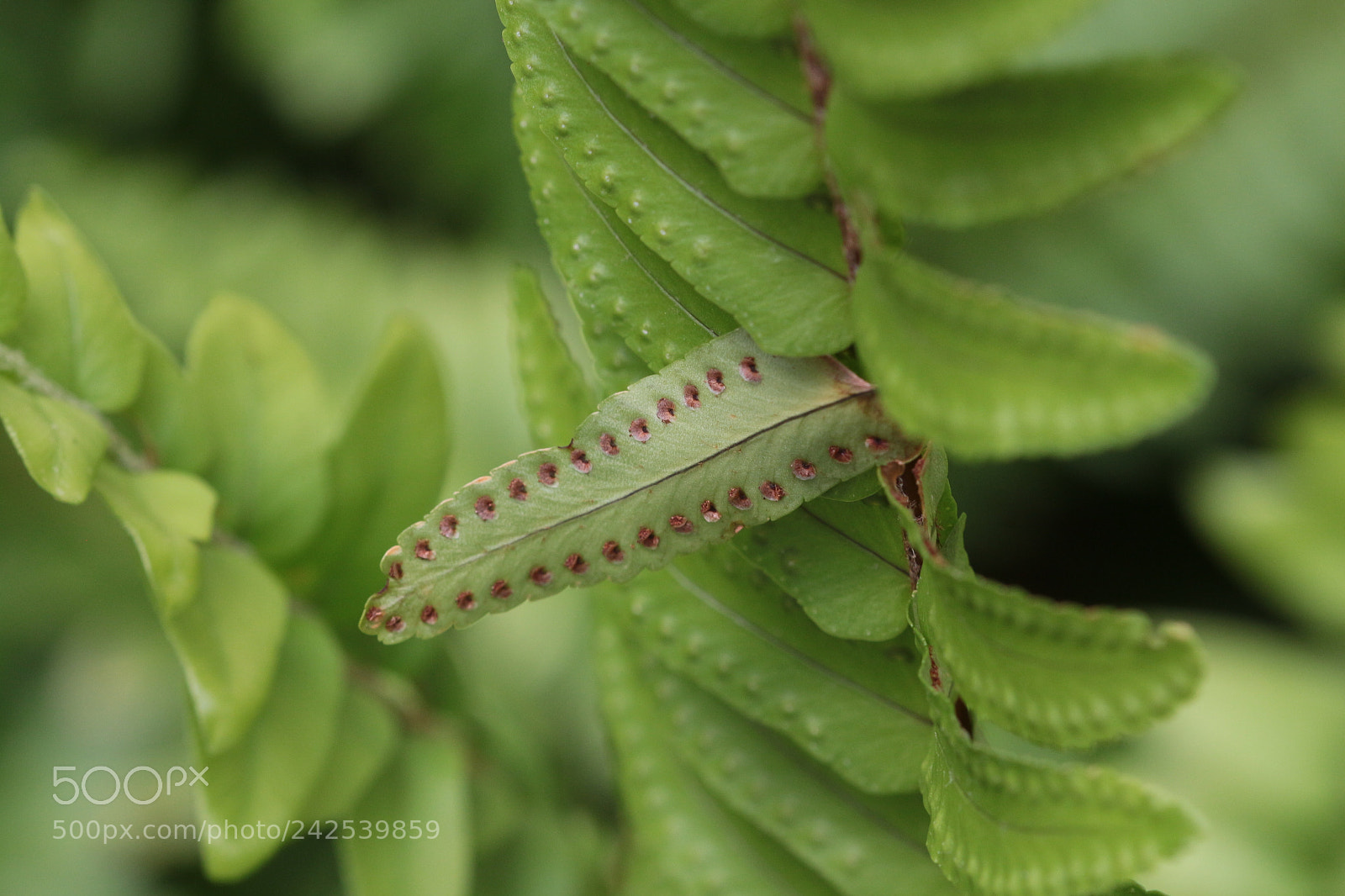 Canon EOS 650D (EOS Rebel T4i / EOS Kiss X6i) sample photo. Fern photography