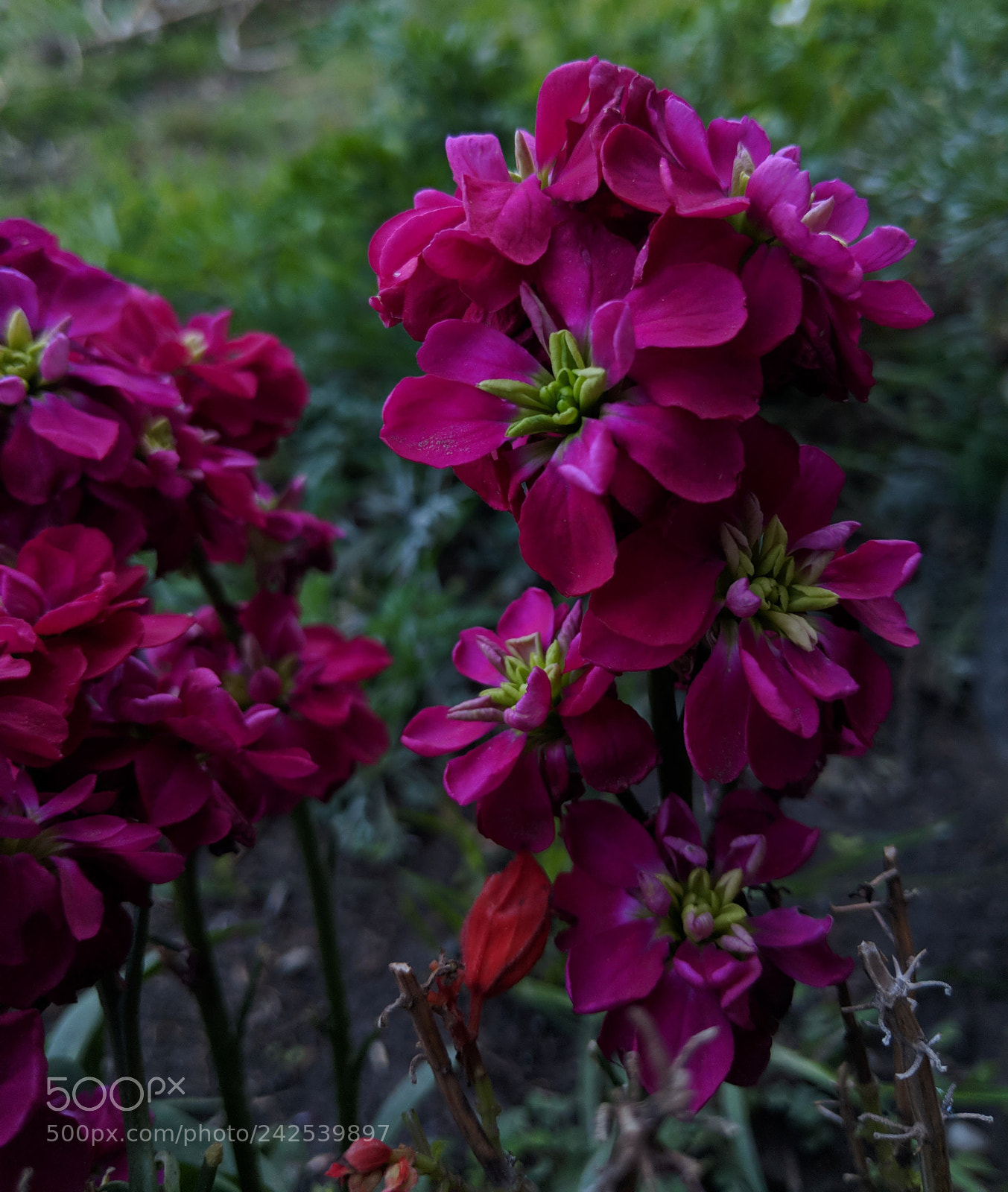 Google Pixel 2 XL sample photo. Purple flower photography