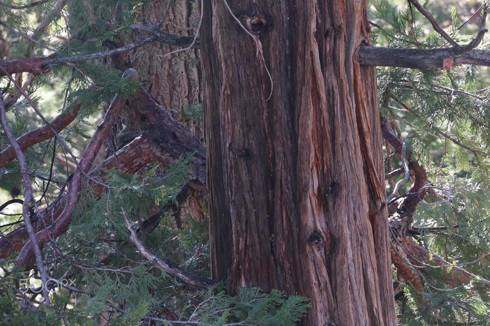 Canon EF-S 18-200mm F3.5-5.6 IS sample photo. Old tree photography