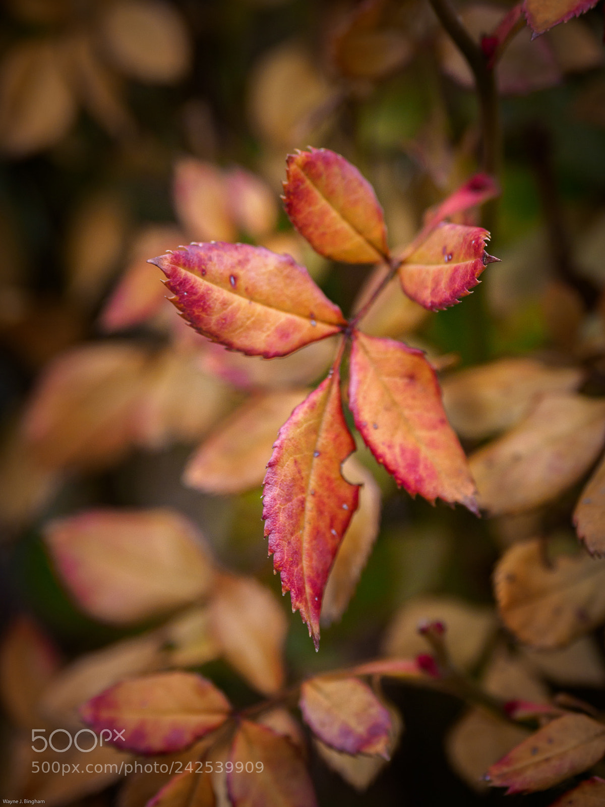 Olympus OM-D E-M1 Mark II sample photo. Winter leaves photography