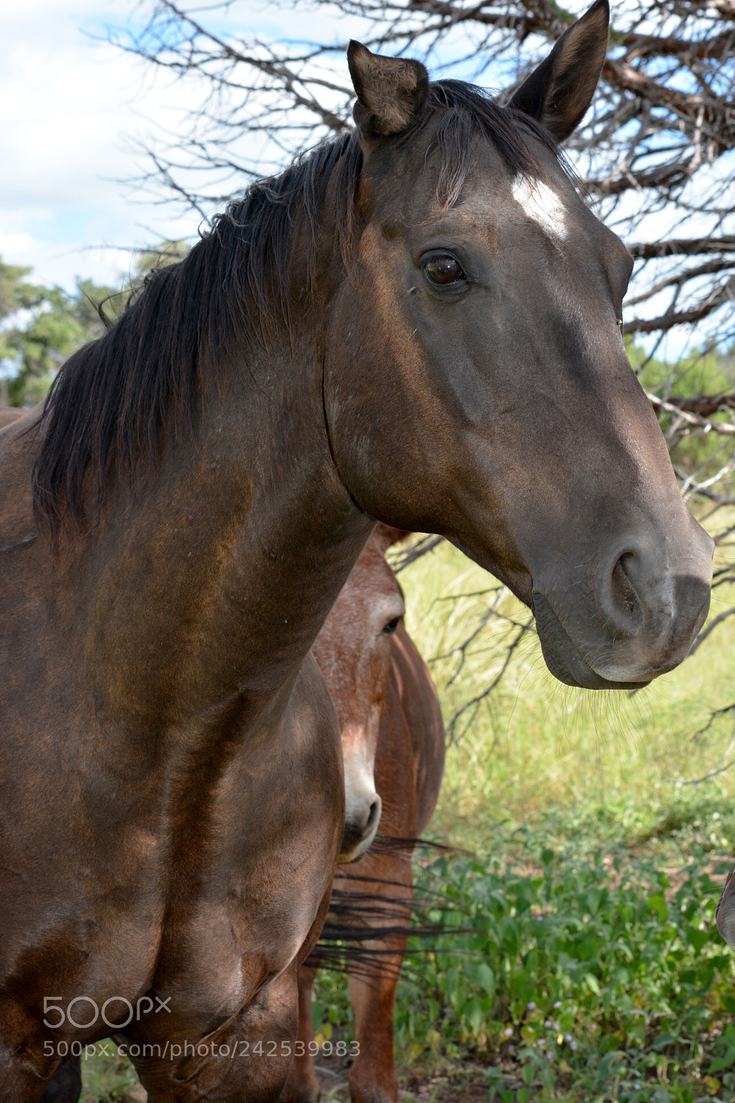 Nikon D7100 sample photo. Floppy is my name! photography
