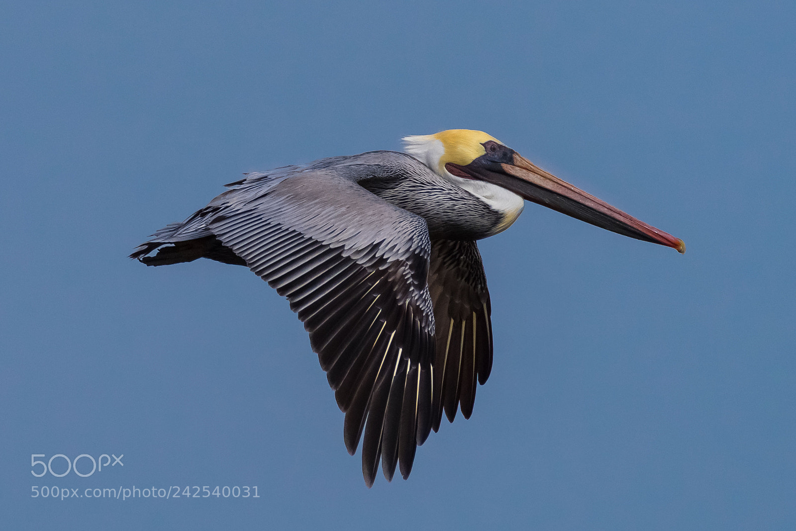 Pentax K-1 sample photo. Brown pelican photography