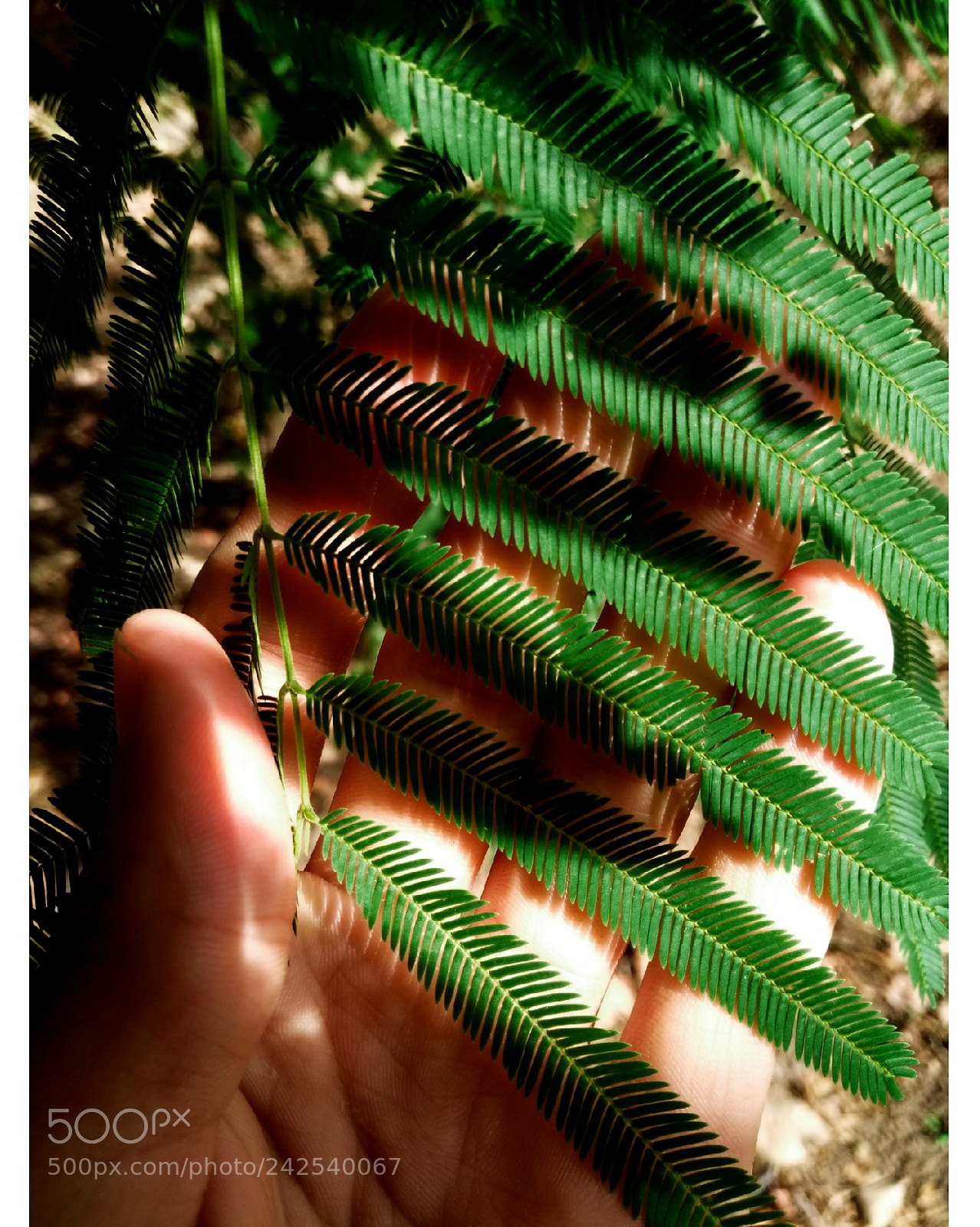 Motorola Moto G (5th Gen) sample photo. Sun photography
