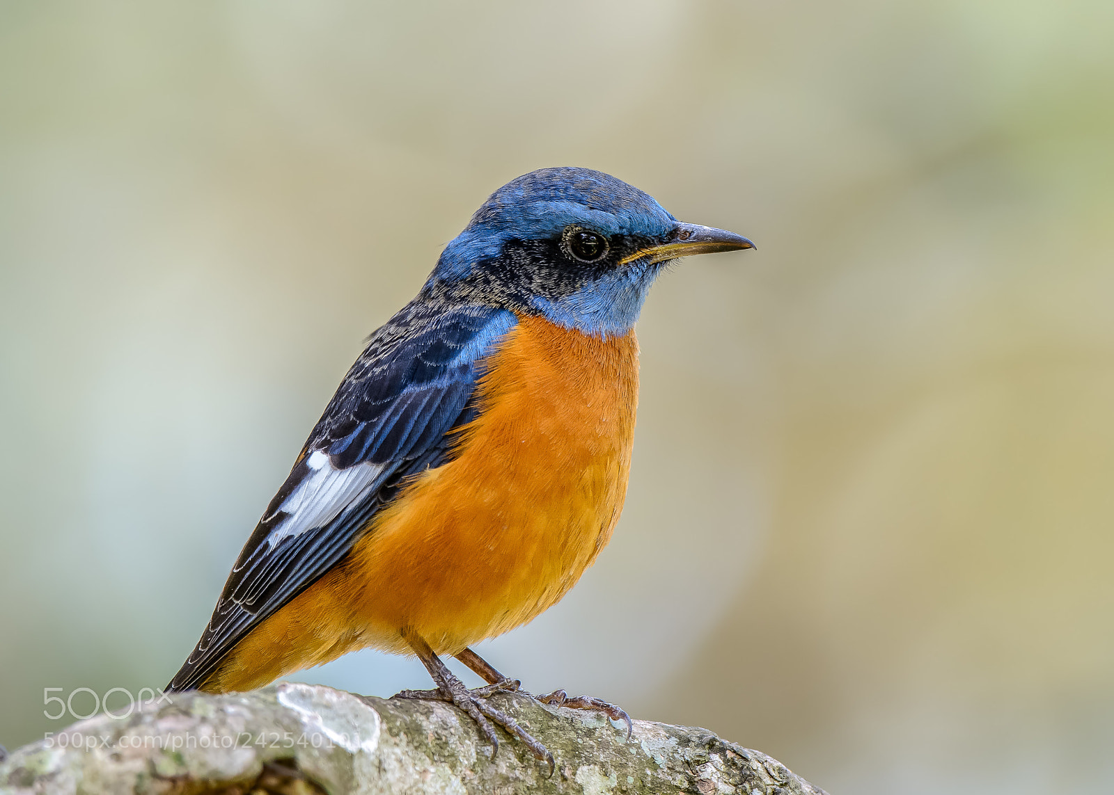 Nikon D7100 sample photo. Blue capped rock thrush photography