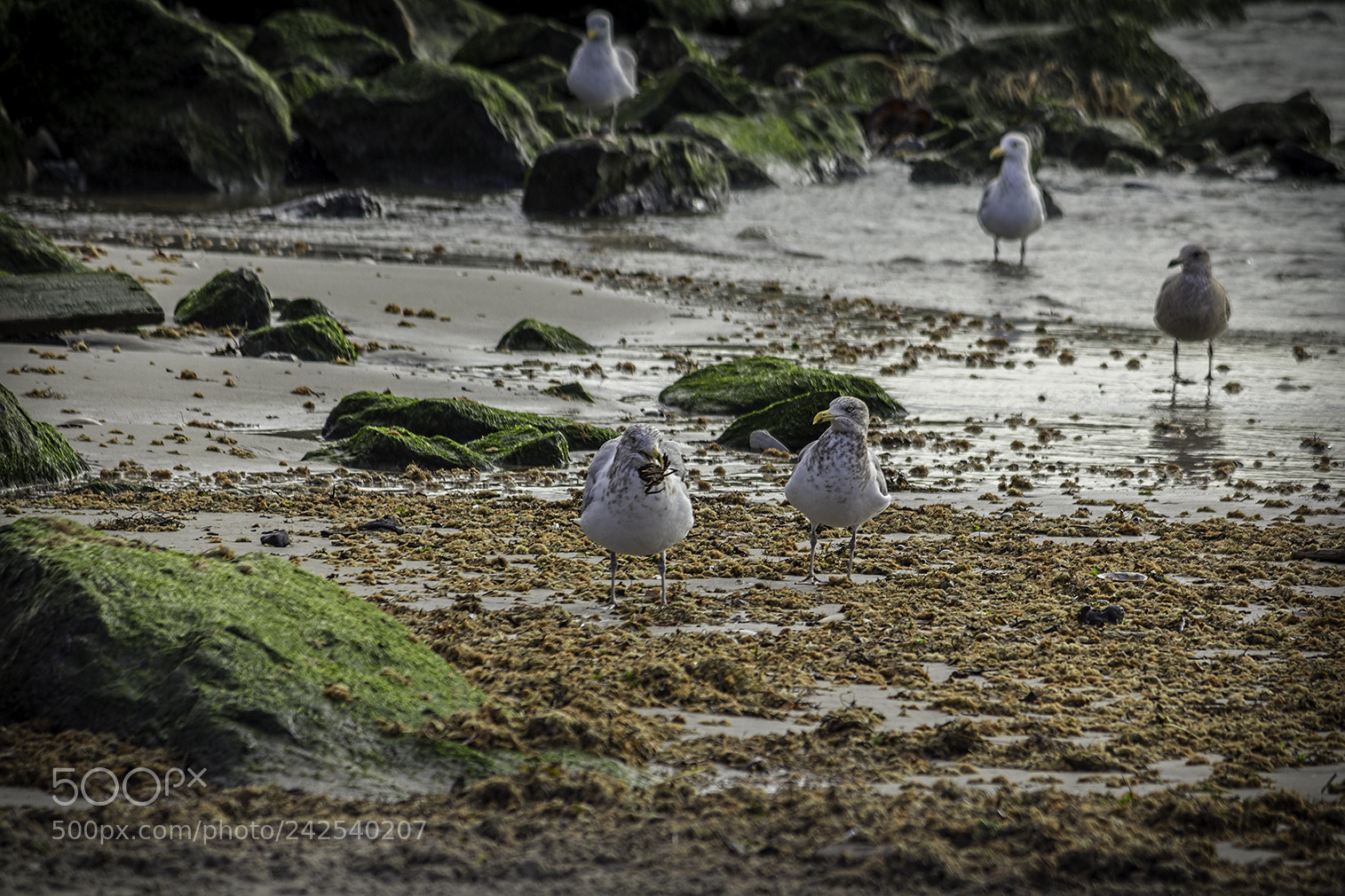 Canon EOS 60D sample photo. Barnegat light, nj photography