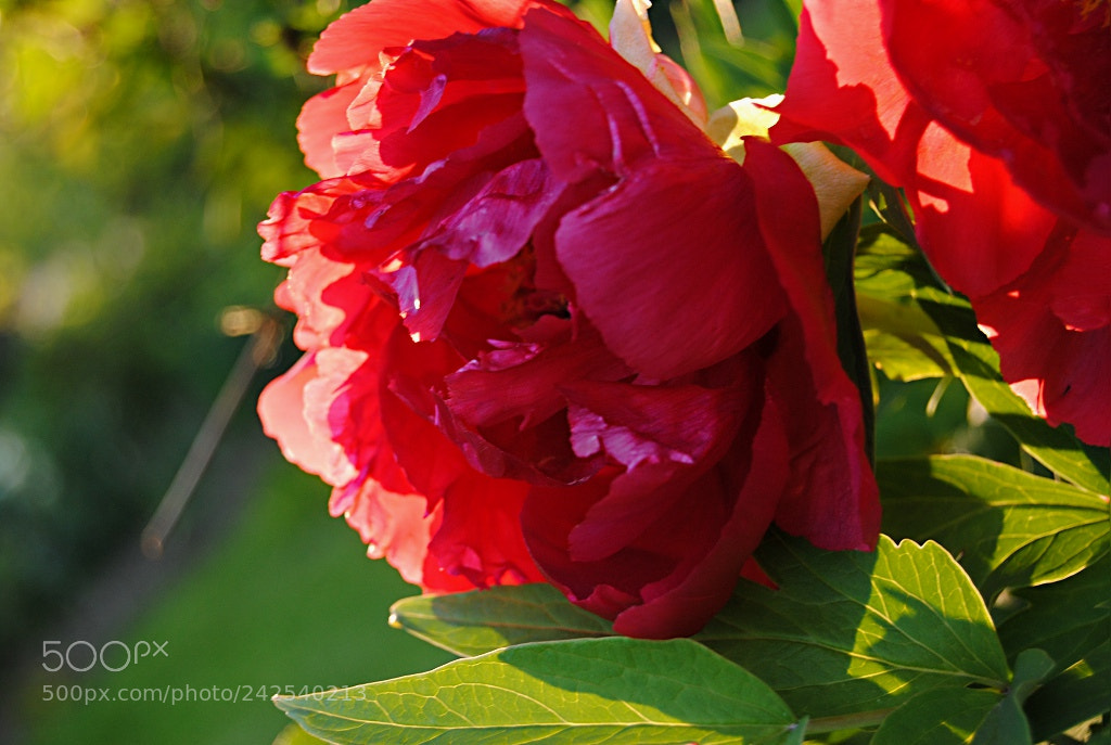 Nikon D3000 sample photo. Peony photography