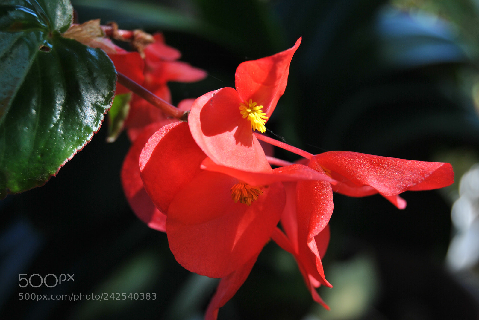 Nikon D3000 sample photo. 013.jpg photography