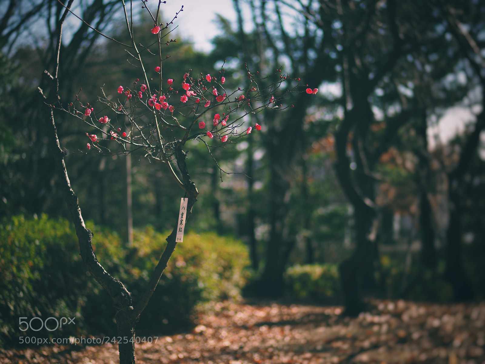 Olympus OM-D E-M10 II sample photo. Portrait of the first photography