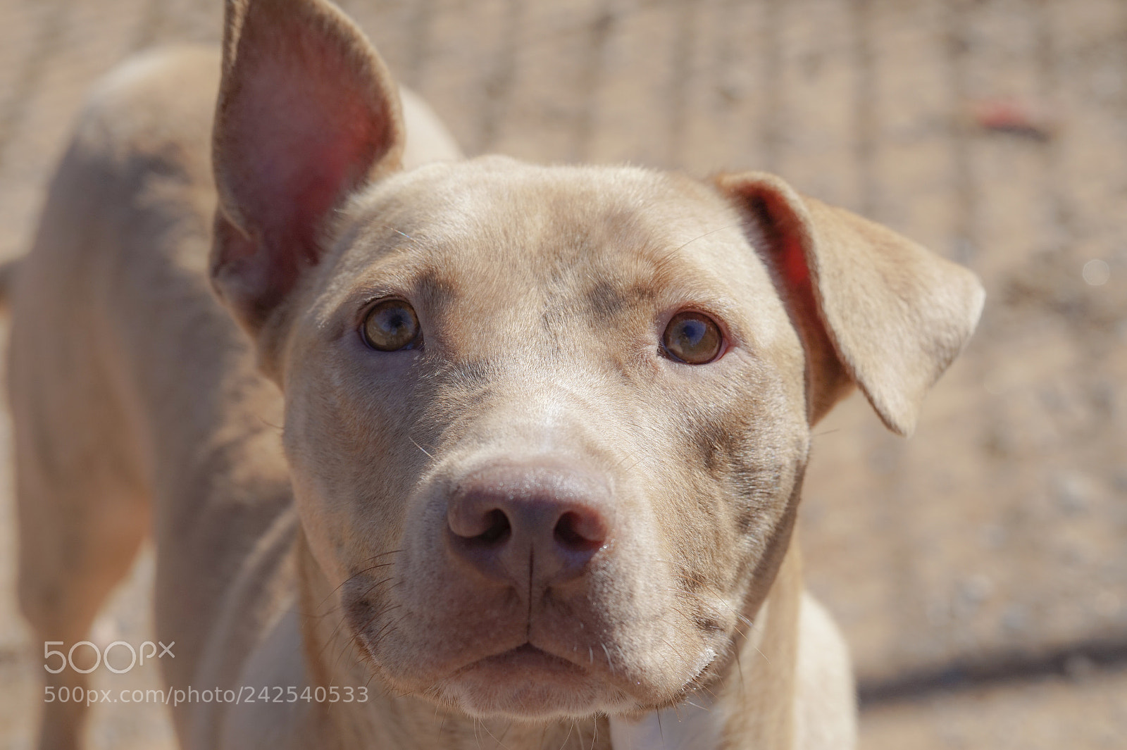Sony Alpha a5000 (ILCE 5000) sample photo. Idaho photography
