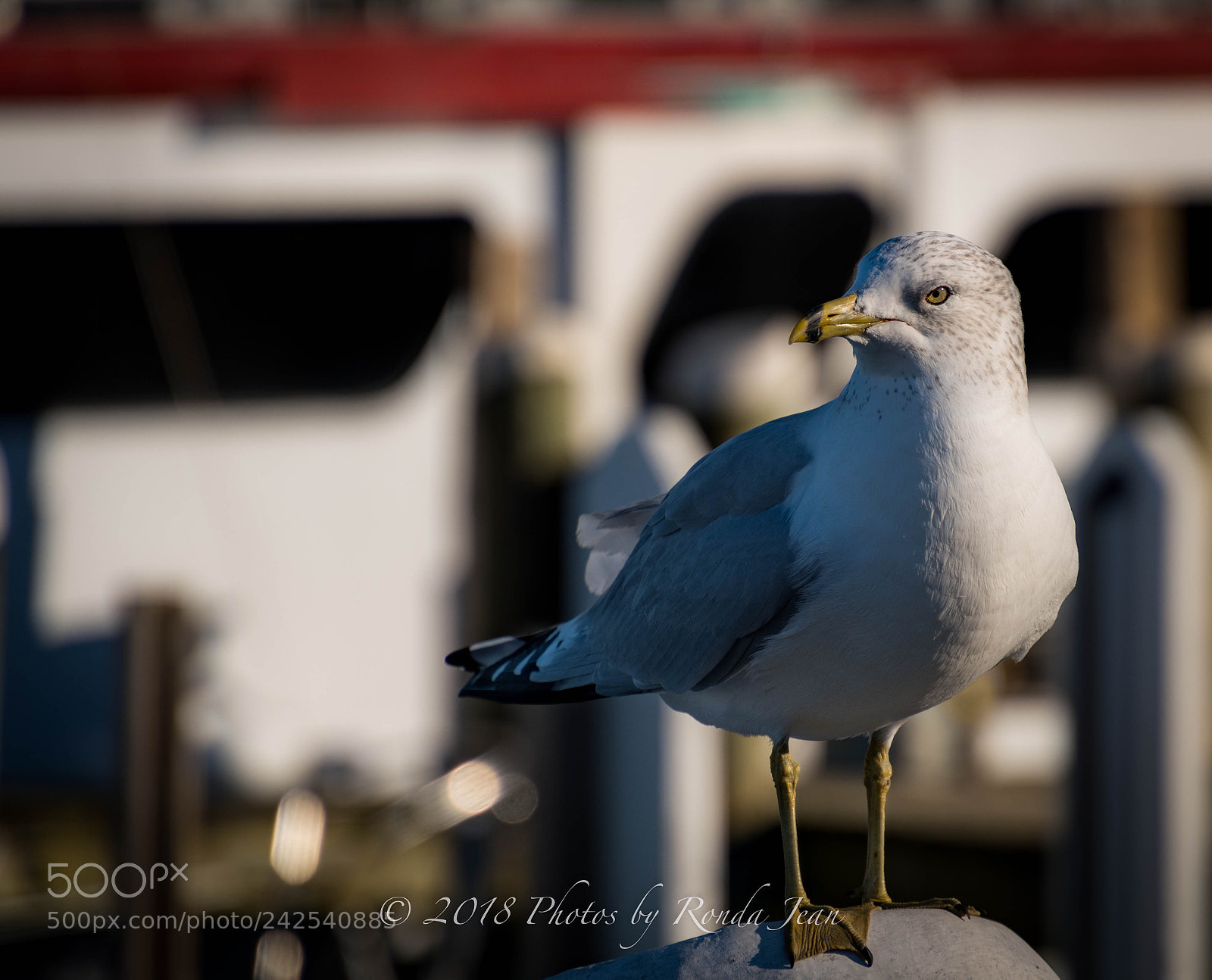 Nikon D500 sample photo. I see you ! photography