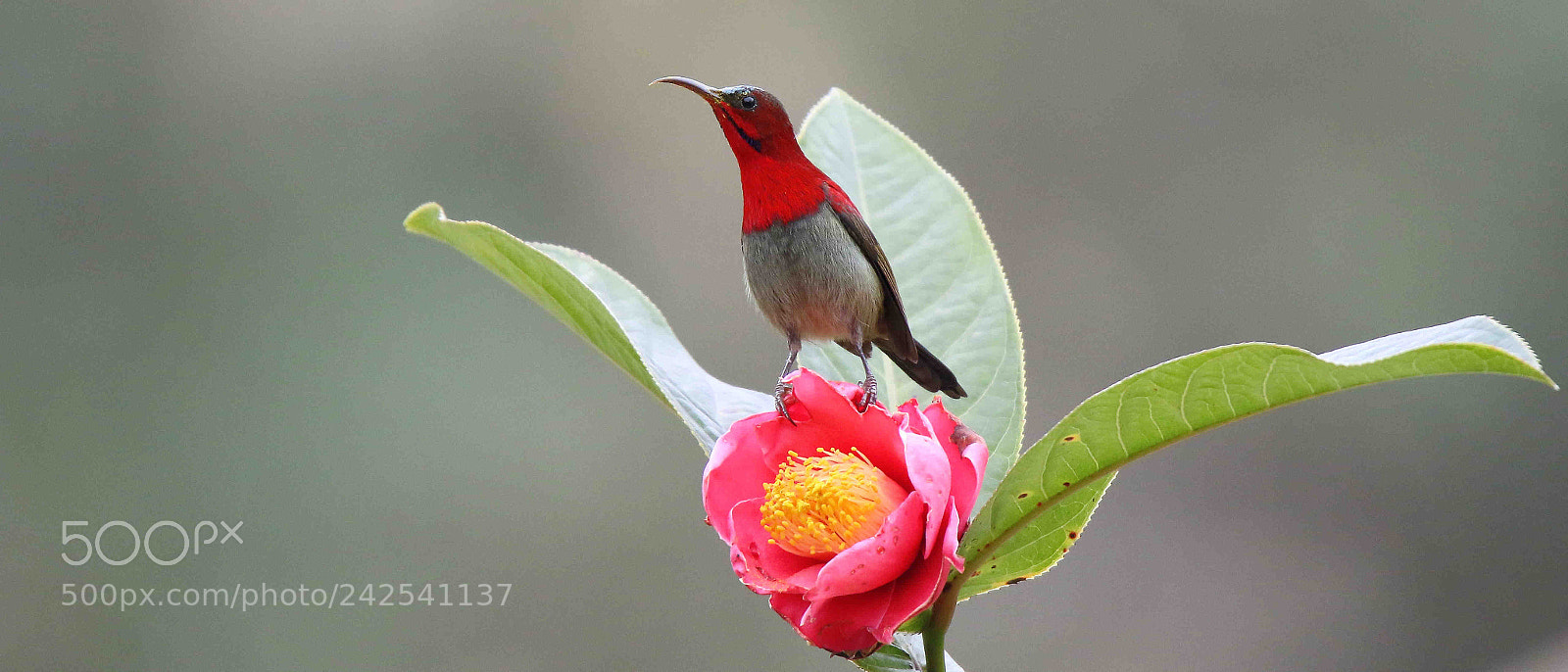 Canon EOS 7D Mark II sample photo. Crimson sunbird photography