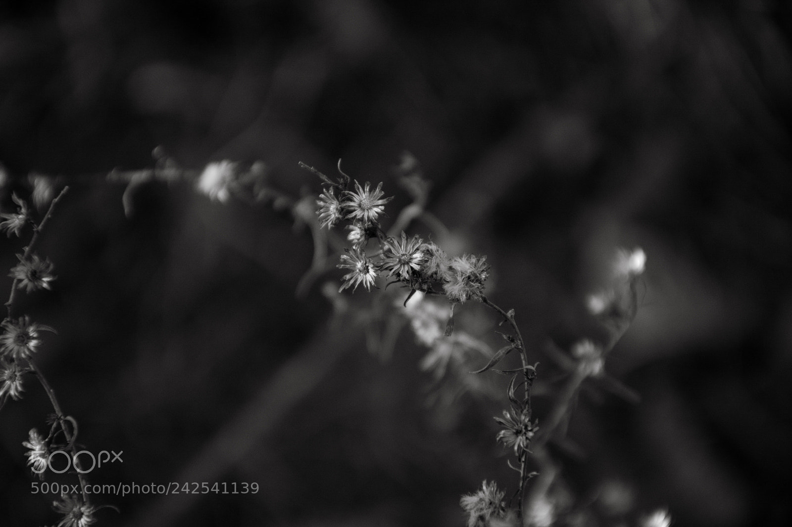 Nikon D7100 sample photo. Winter whisper photography