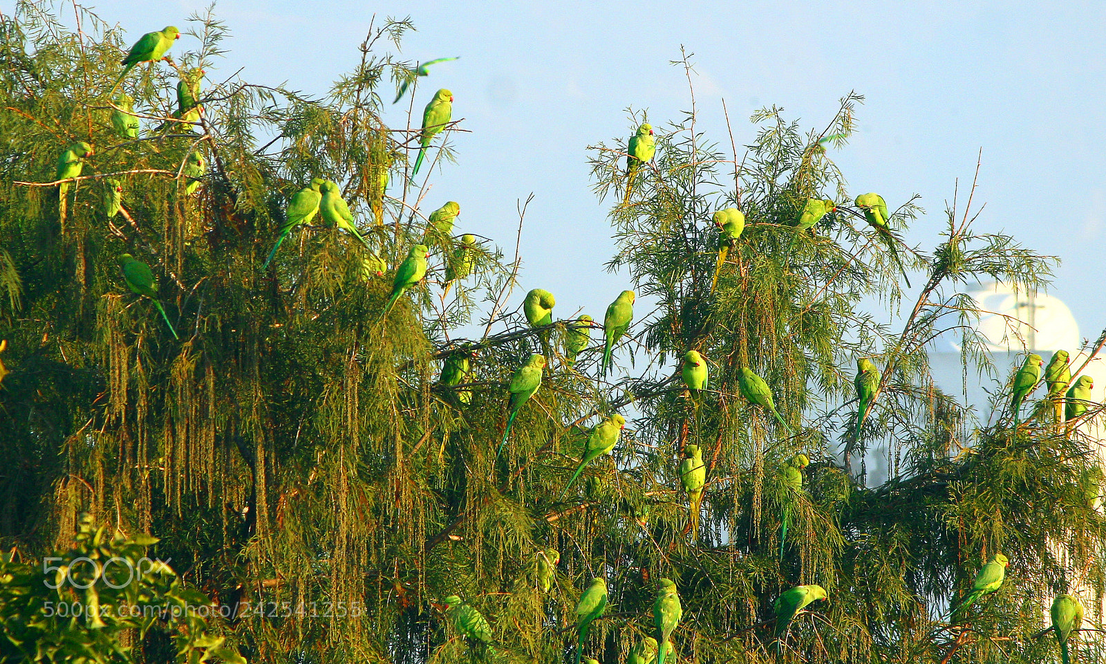 Canon EOS 1000D (EOS Digital Rebel XS / EOS Kiss F) sample photo. Parakeets my neighborhood dehradun photography