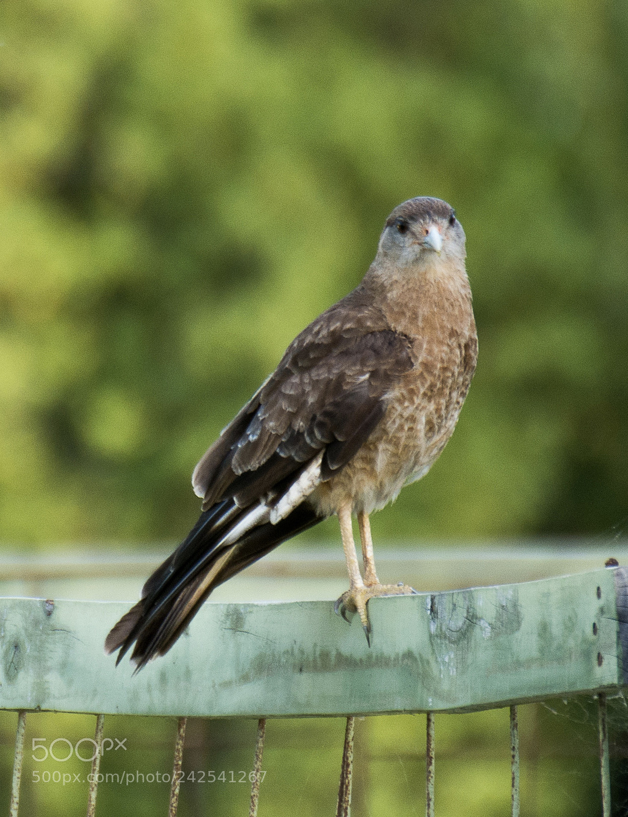 Nikon D7100 sample photo. This little tiuque comes photography