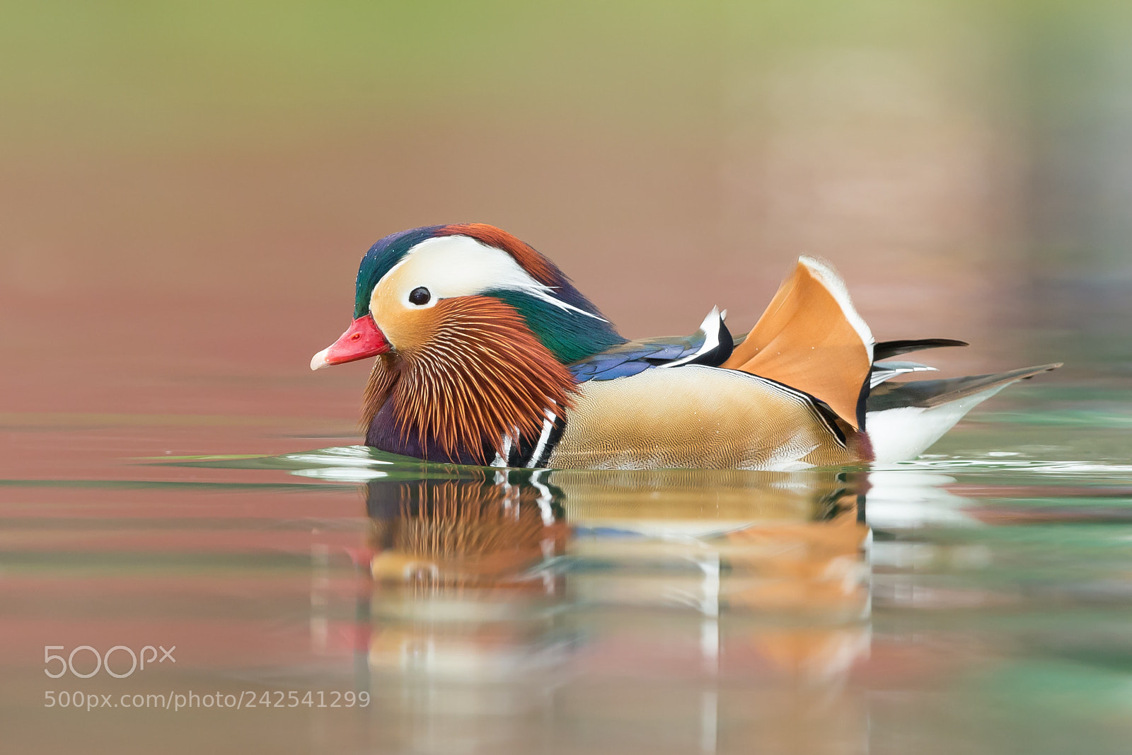 Canon EOS-1D X sample photo. Male mandarin duck photography