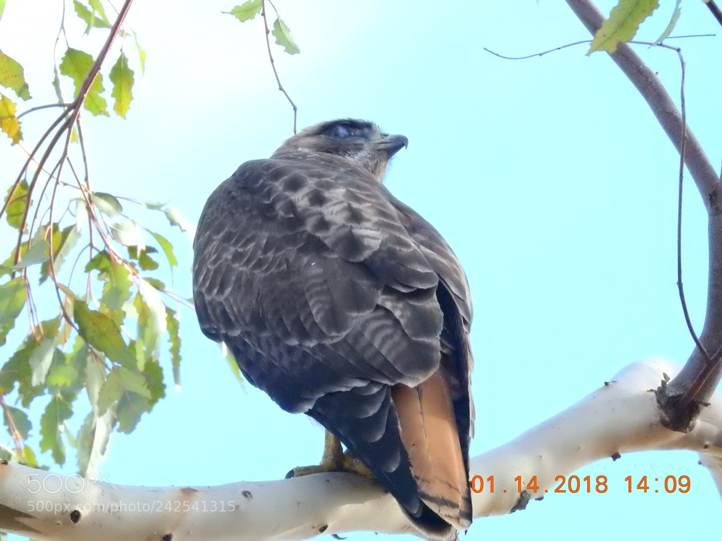 Nikon Coolpix P900 sample photo. Red tail hawk photography