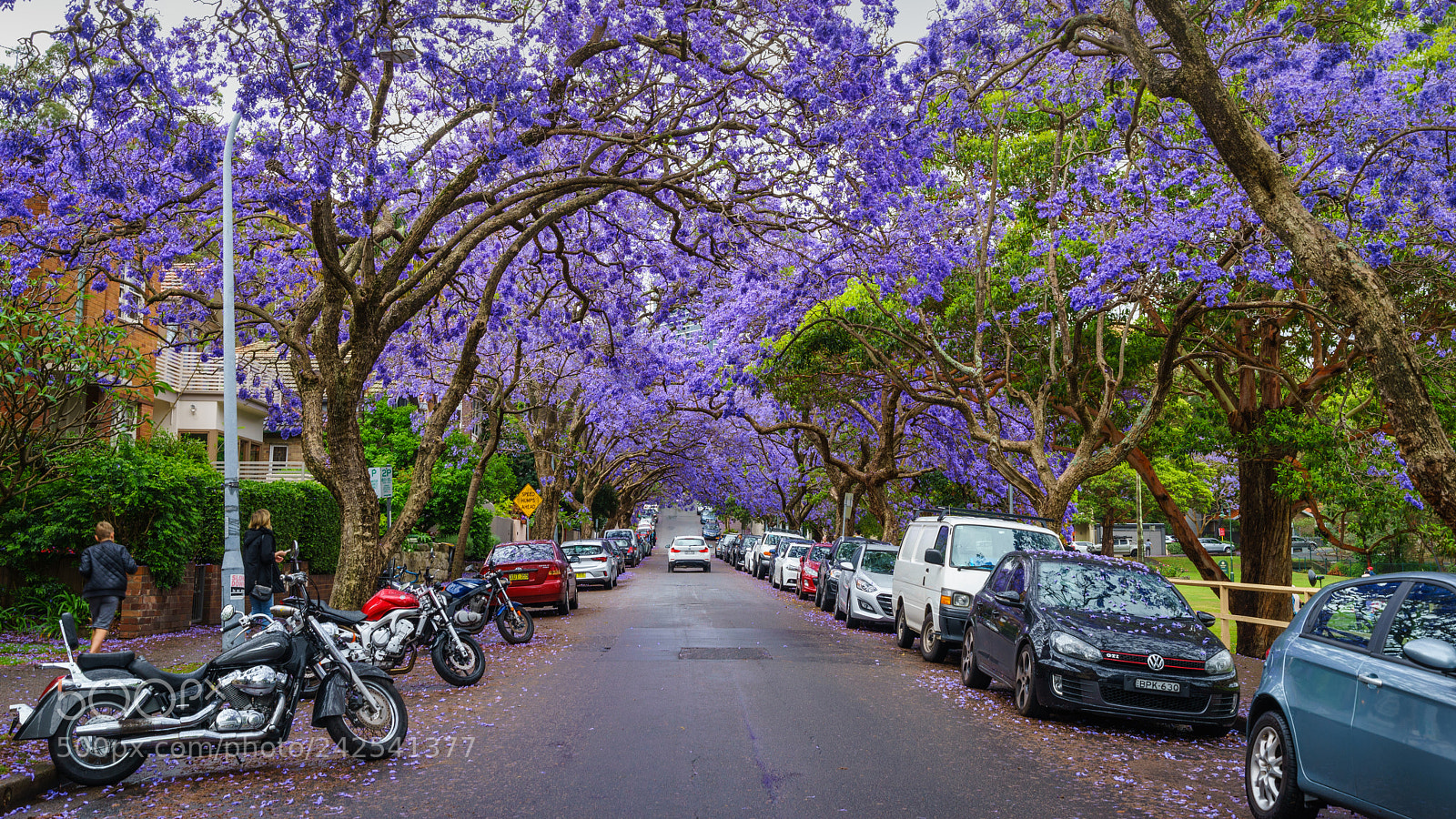 Sony a7R sample photo. Jacaranda filled street photography