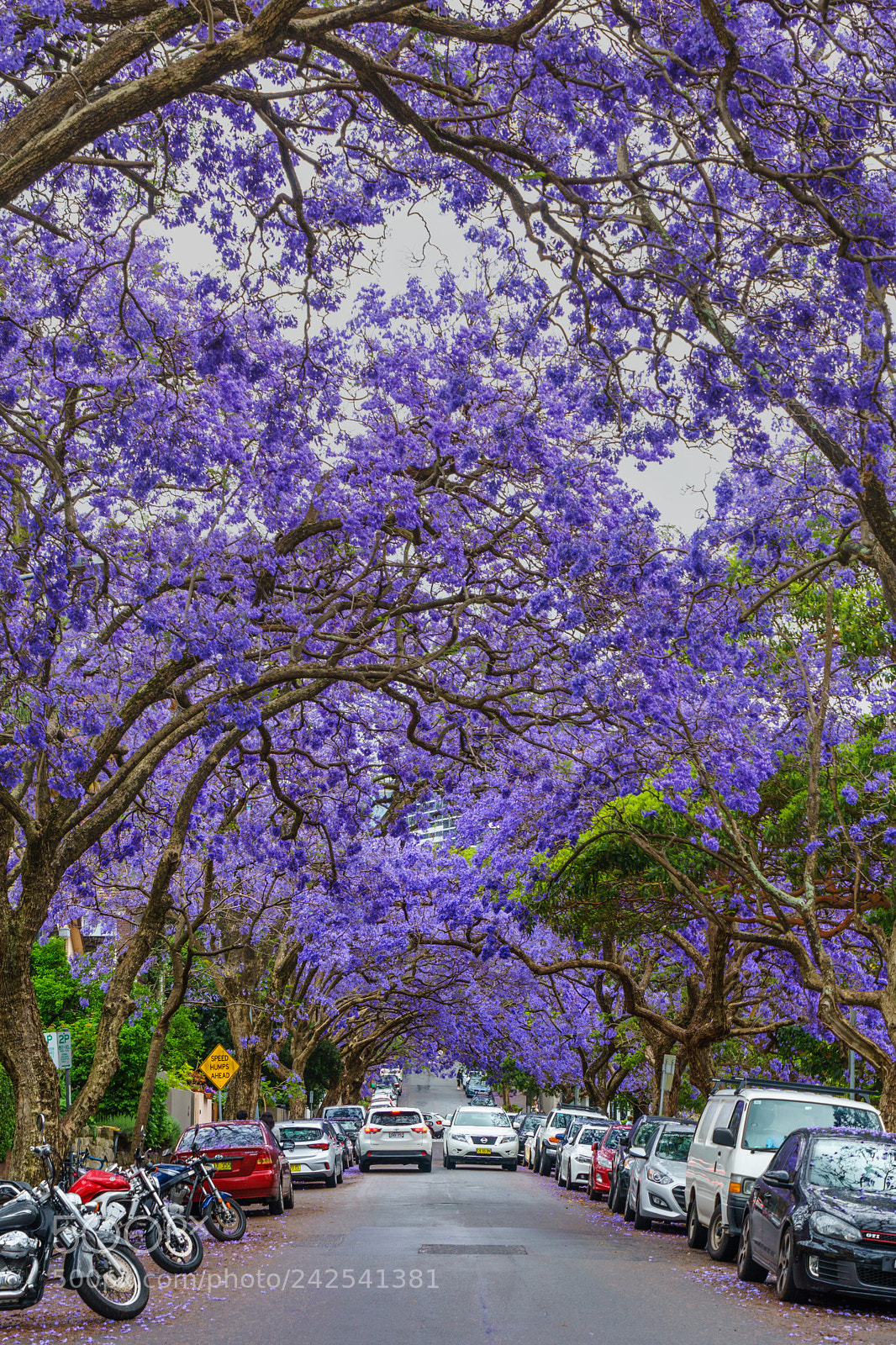 Sony a7R sample photo. Jacarandas for spring photography