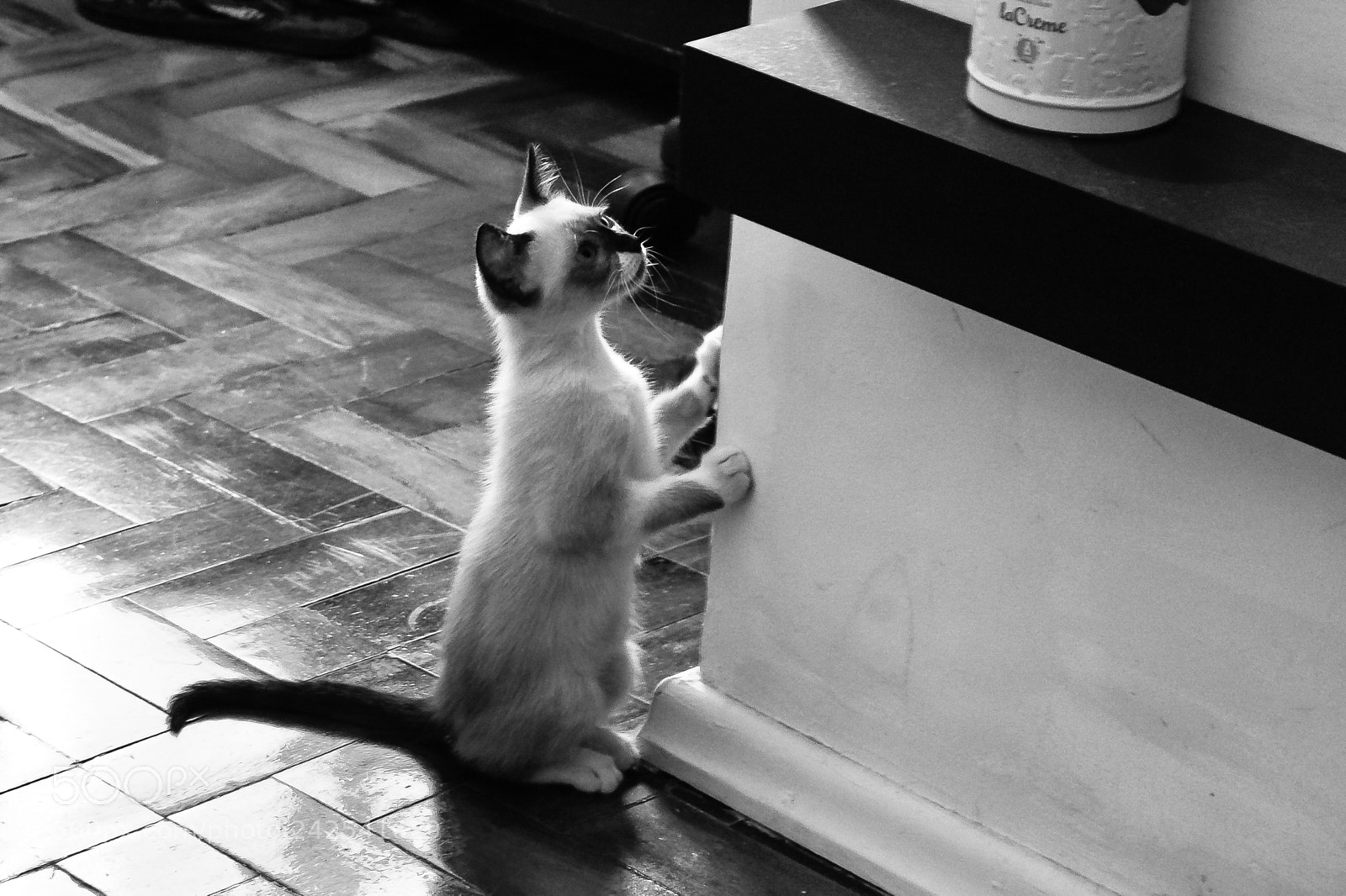 Nikon D90 sample photo. Frida photography