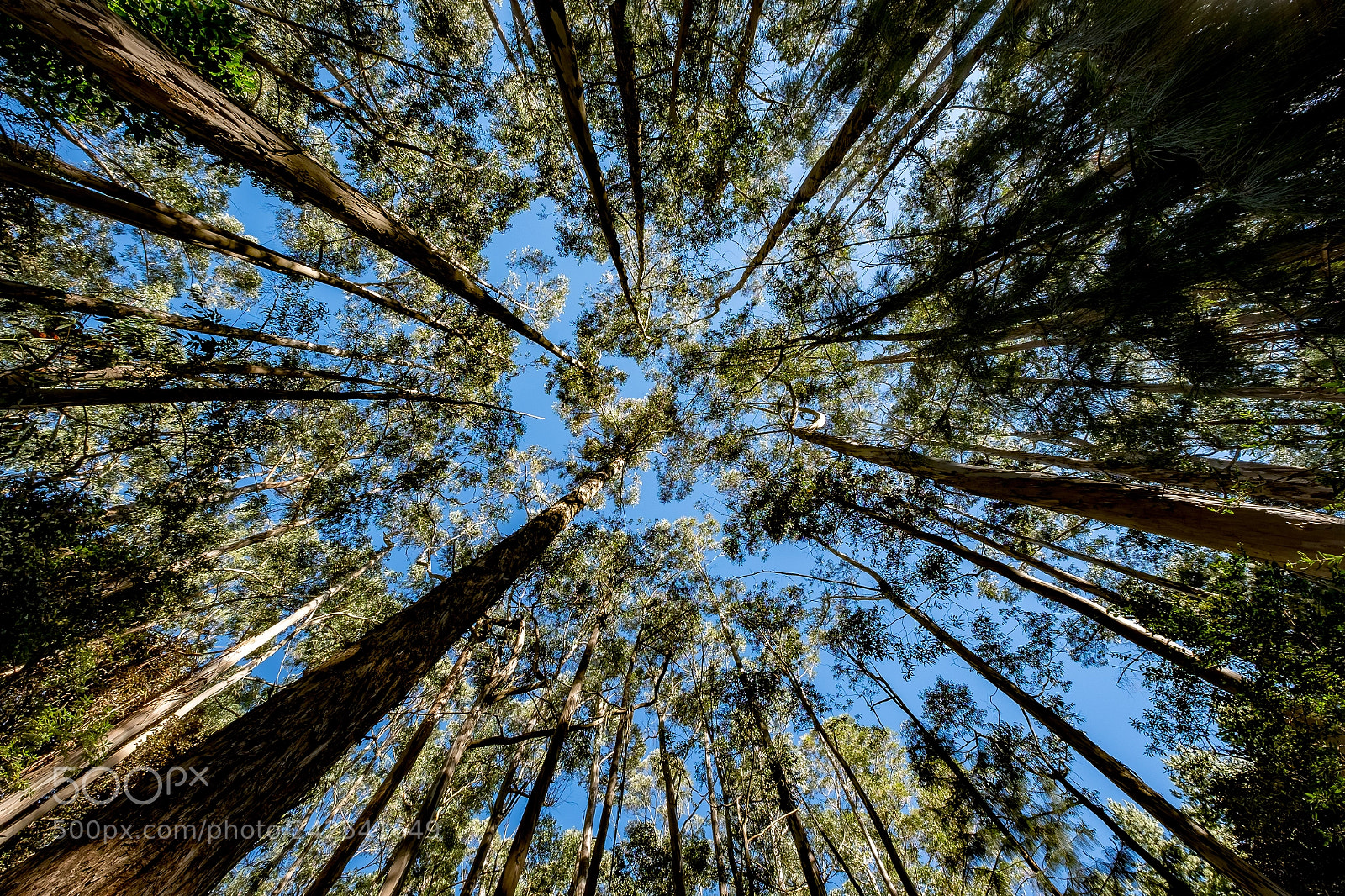 Fujifilm X-T1 sample photo. Into the woods photography