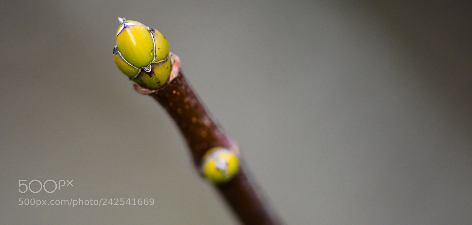 Nikon D7500 sample photo. Acer pseudoplatanus - sycamore photography