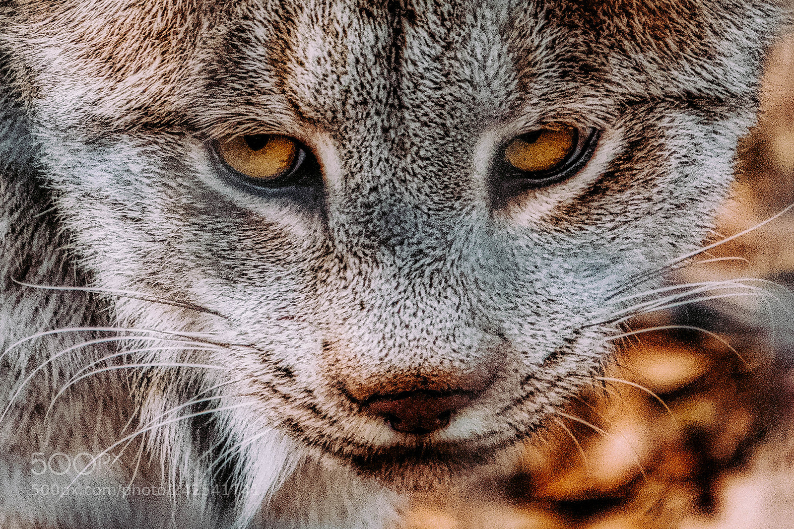 Nikon D7200 sample photo. Lynx luminar2018 photography