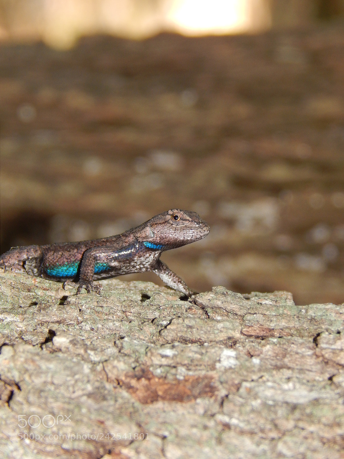 Nikon Coolpix L820 sample photo. Turquoise lizard photography
