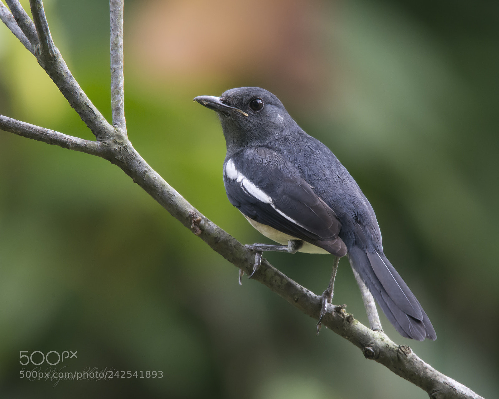 Nikon D7100 sample photo. Oriental magpie robin (female) photography