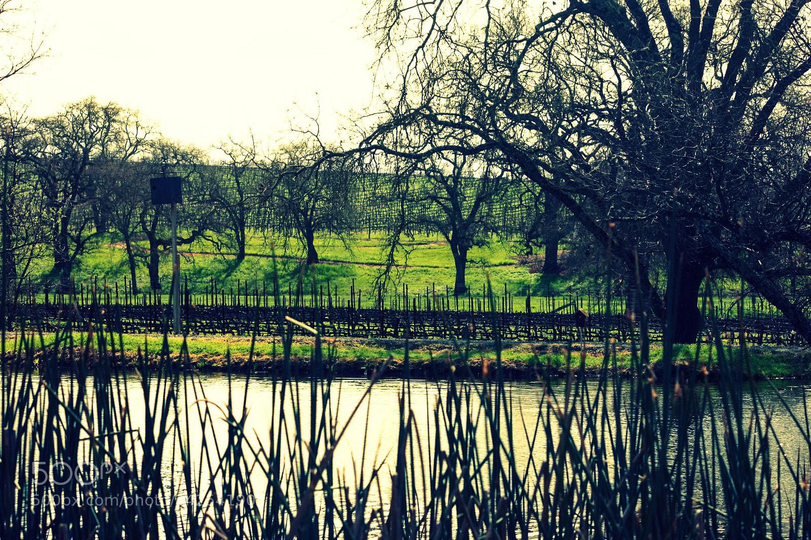 Canon EOS 450D (EOS Rebel XSi / EOS Kiss X2) sample photo. Vineyard pond.jpg photography
