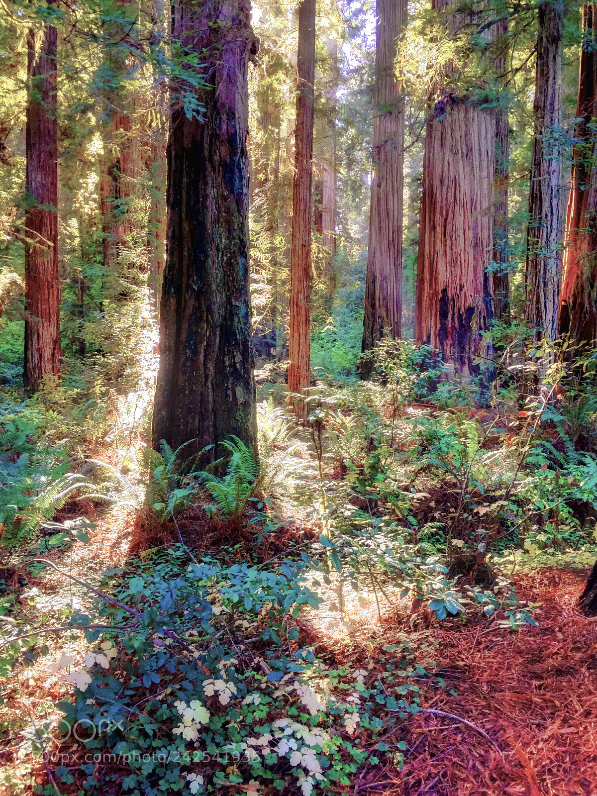 Apple iPhone 6 Plus sample photo. Redwood trees in california photography