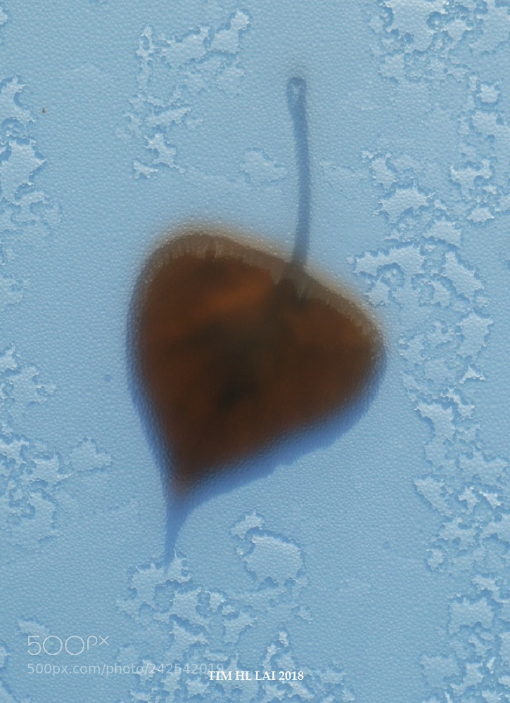 Sony SLT-A35 sample photo. Frozen heart photography