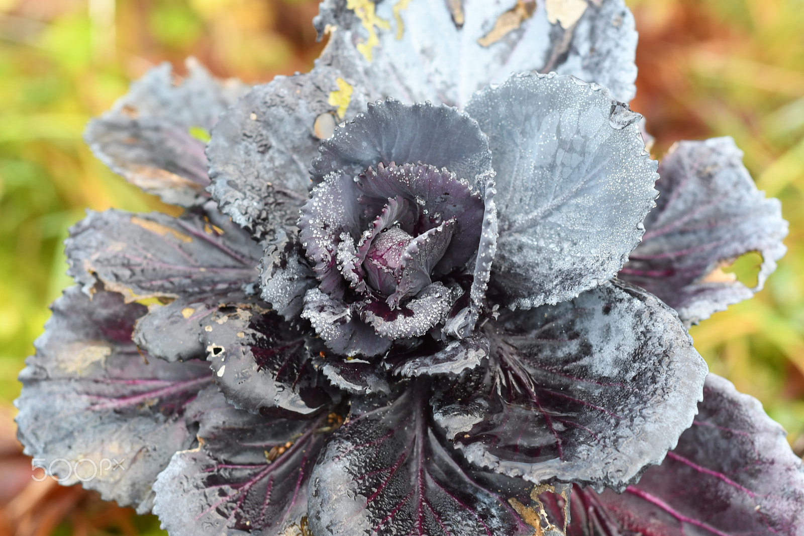 Nikon D7500 + Nikon AF Nikkor 50mm F1.8D sample photo. Purple cabbage photography