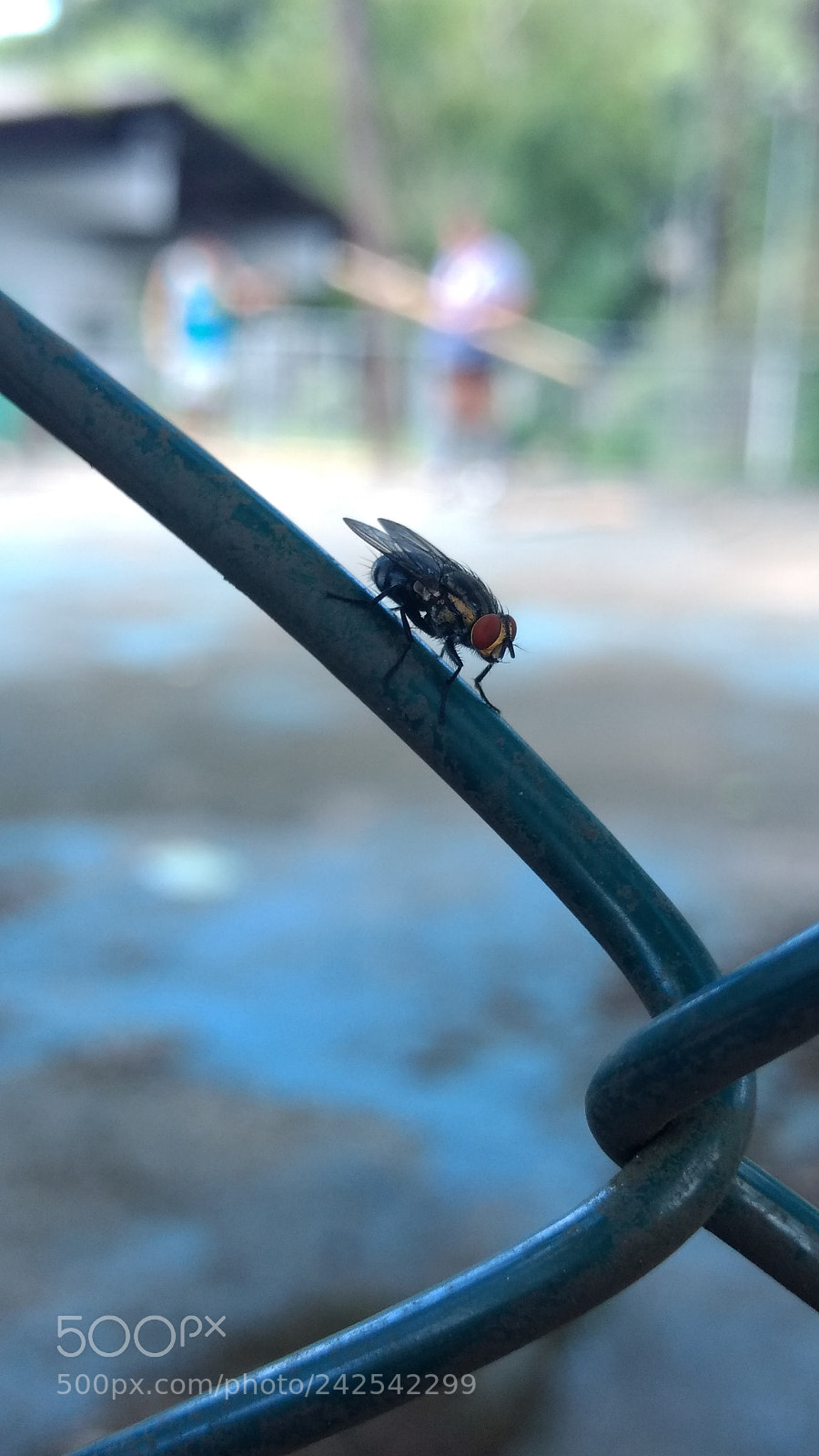 Motorola Moto G (4) sample photo. Fly photography